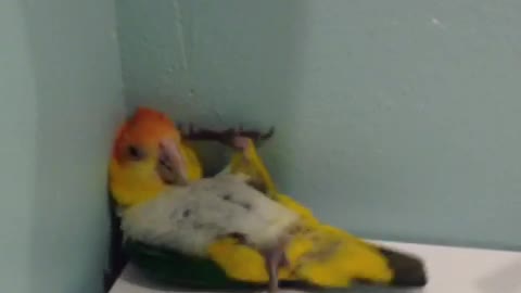 Funny parrot thoroughly confused by corners