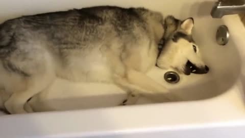 Husky hates bathing and is making noise not to bathe