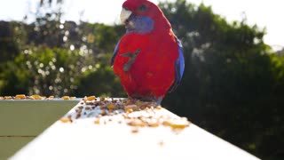 Crazy Cute Parrot #3