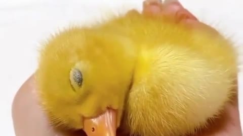 Baby Duck Sleepyhead
