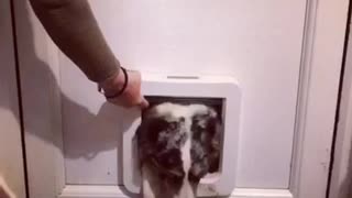 Owner opens doggy door and black and white dog tries to squeeze through and barely makes it