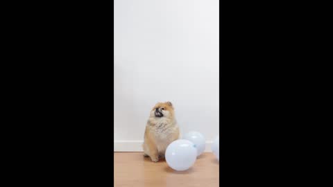 The cute dog🐕 getting balloons🎈🎈🎈