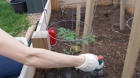 Transplanting Tomato Plants into the Garden Bed