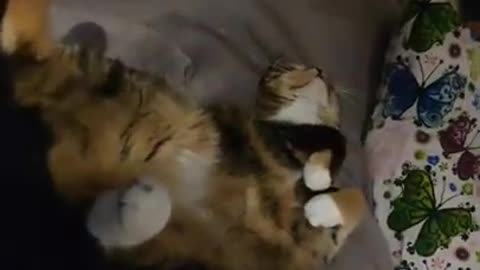 Funny cat fall from bed