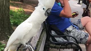 Cockatoo Barks at Passing Dog