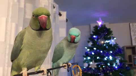 Parrots Have A Serious Chat Accompanied With Kisses