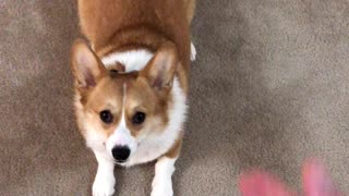 Corgi plays dead in Oscar-worthy performance