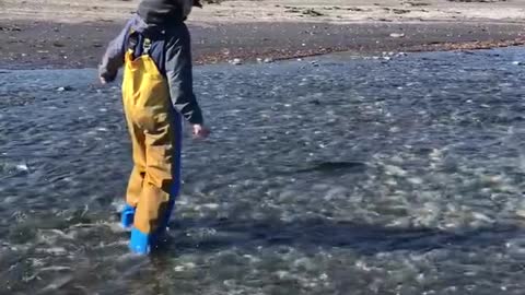 Chasing a Silver Salmon Upstream