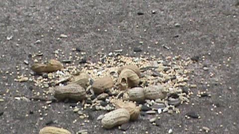 Chipmunks and friends eating peanuts