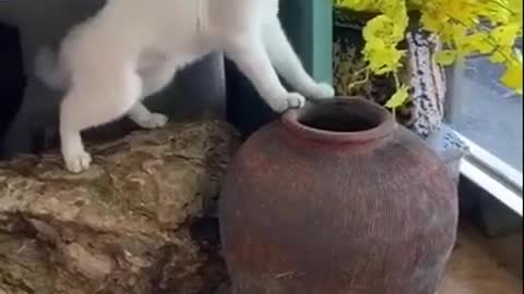 Crazy cats playing