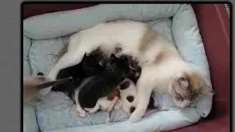 Beautiful Love Between Mother Cat and Chihuahua Puppy