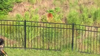 Mother Deer Protects Babies From Playful Dogs