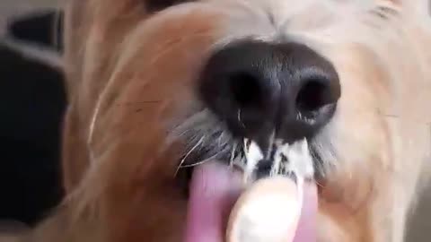 Pup licks ice cream in slow-mo!