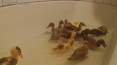 First Bath for Week Old hatchlings