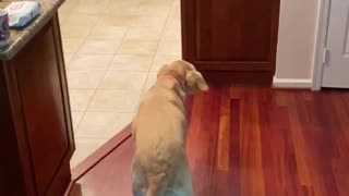 Dog Scared of Floorboard Finds Genius Solution