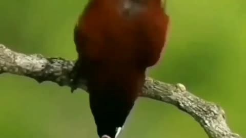 Bird funny stunt