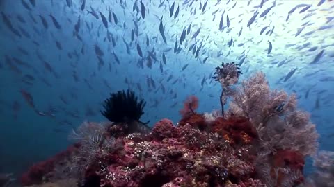 Pulau Komodo (Komodo Island), INDONESIA