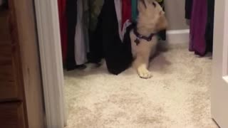 Golden retriever puppy has fun playing in closet