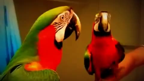 Parrot and The Mirror !!!!