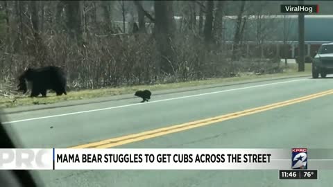 Mom bear struggling to cross road with cubs is every paren