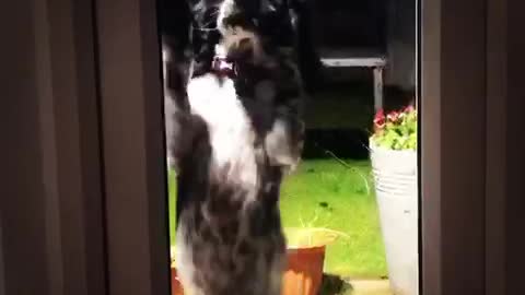 Dog morning dancing