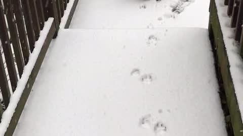 Boxer Dog Can’t Handle His First Snow