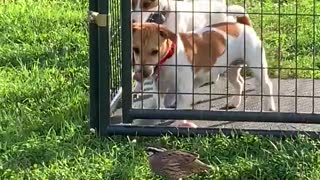 Brave Bird Taunts Caged Dogs
