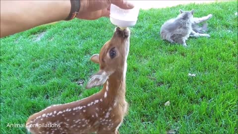 Baby Deer Fawn Jumping Hopping CUTEST Compilation