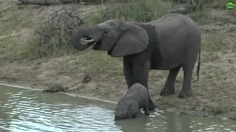Baby elephant struggles to drink water with trunk before using his mouth