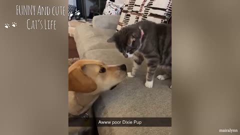 Cats Who Total Mess with Dog - Funny Cats and Dogs Video
