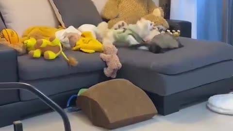 Dog vs Ferret, Who Will Win?