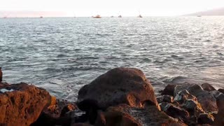 Spotted Eagle Rays waving off Lahaina coast, Maui, Hawaii