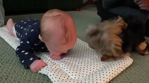 Yorkie Preciously Meets Baby For The Very First Time