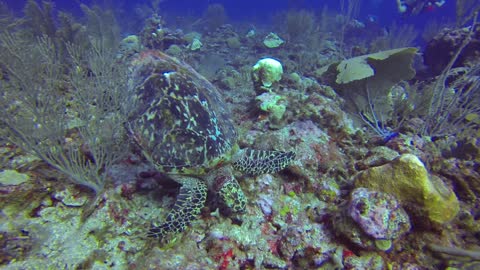 SCUBA Diving Belize - Shark & Turtle