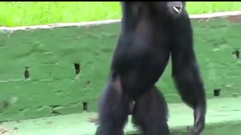 TRY NOT TO LAUGH - EPIC ANIMAL FAILS TO TO BRIGHTEN YOUR SAD DAY