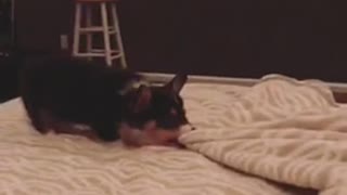 Black dog pulling sheets from bed and falling over