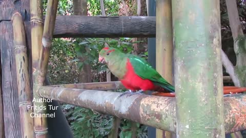 Bird Sounds - Domestic Australian King Parrot