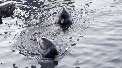 Central Park Duck Pond New York City 4