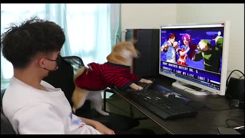 Cute and Intelligent Dog Playing Video Game With Owner. The Dog Is Good🤗