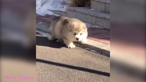 Fluffy baby Alaskan Malamute