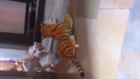 cats vs stuffed tiger