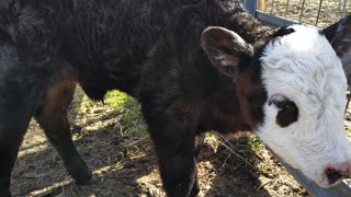 Newborn calf