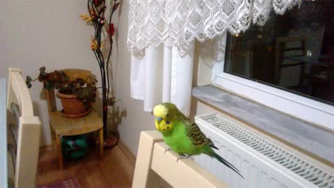 Beautiful canary