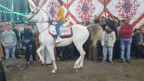 11 years old boy makes his arabian horse dancing well