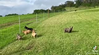 Horses and Frenchies in Hawaii