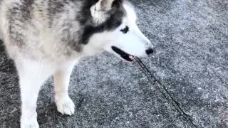 Neighbors Husky