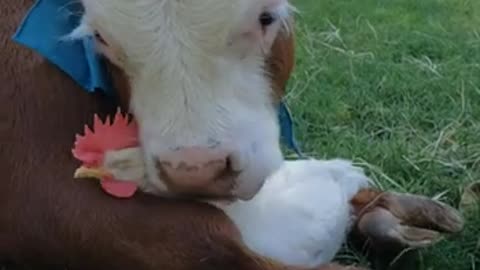 Cute video Unlikely Friends Embrace at Animal Sanctuary