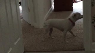 dog unsure of tile flooring