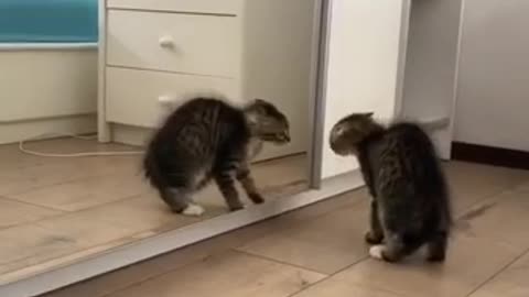 Cat is scared to his reflection on mirror 😂 kitty scared