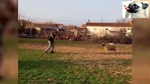 sheep headbutting people in the street very funny